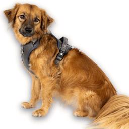 Max & Molly Hundesele Matrix 2.0 Sport sele Stone